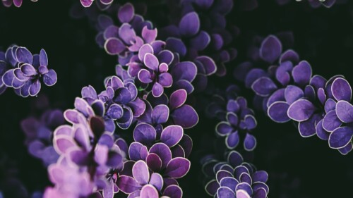 Close-up of purple barberry leaves against a dark background.